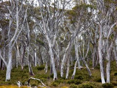 TASMANIA Franklin Gordon National Park